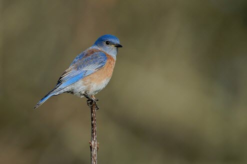 bluebird