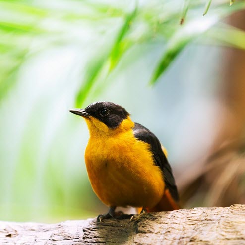 oriole